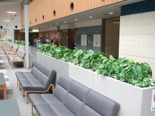 病院のエントランスに設置した人工観葉植物