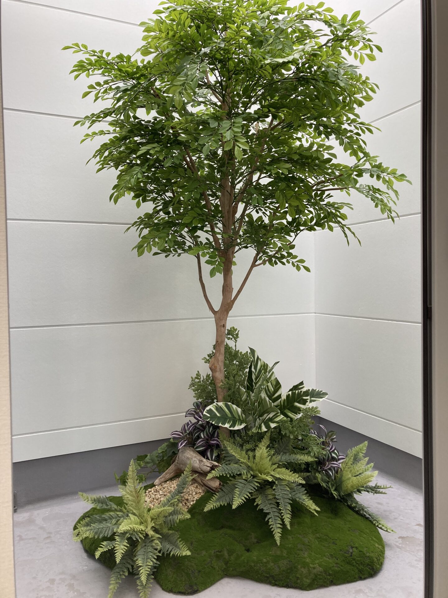 屋外にトネリコ２ｍ（下植栽を苔、流木、軽石仕上げ）